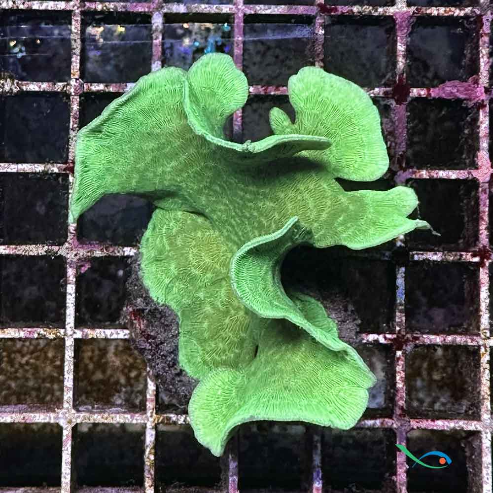 Coralli duri SPS Pavona cactus 5-6cm foto reale