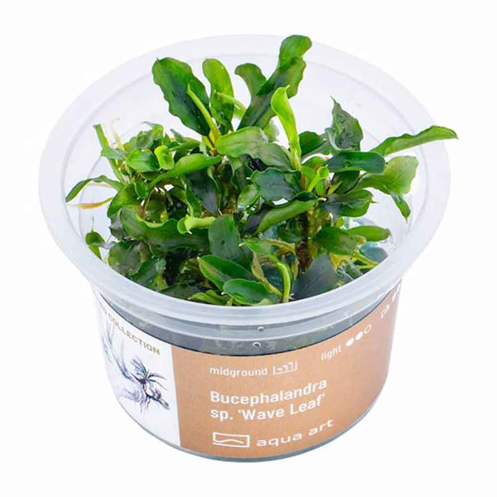 Aqua Art Bucephalandra sp &quot;Wave Leaf&quot; in Vitro Cup