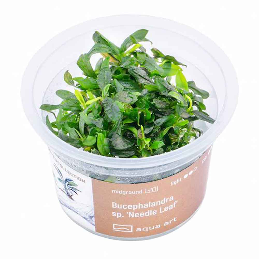 Aqua Art Bucephalandra sp. &quot;Needle Leaf&quot; in Cup Vitro