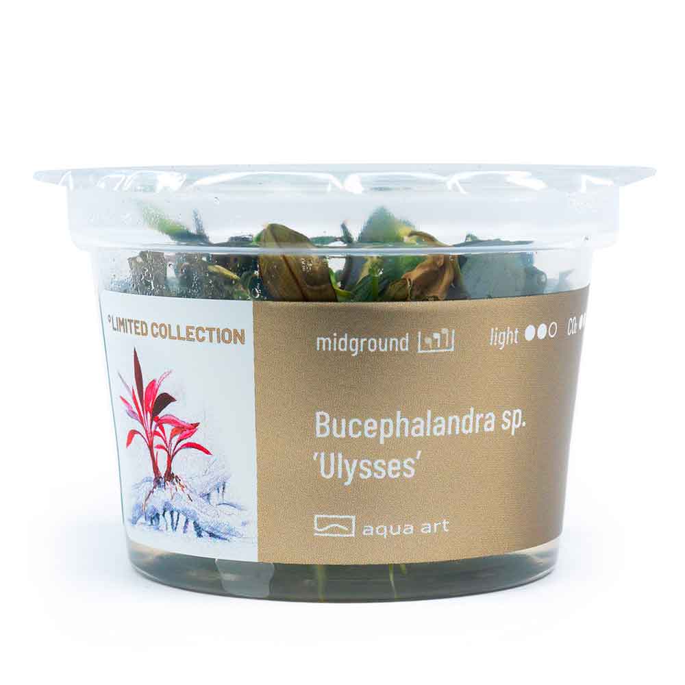 Aqua Art Bucephalandra sp. &quot;Ulysses&quot; in Cup Vitro