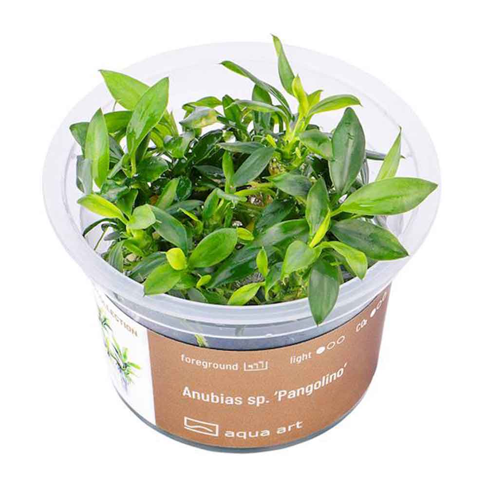 Aqua Art Anubias sp. &quot;Pangolino&quot; in Cup Vitro
