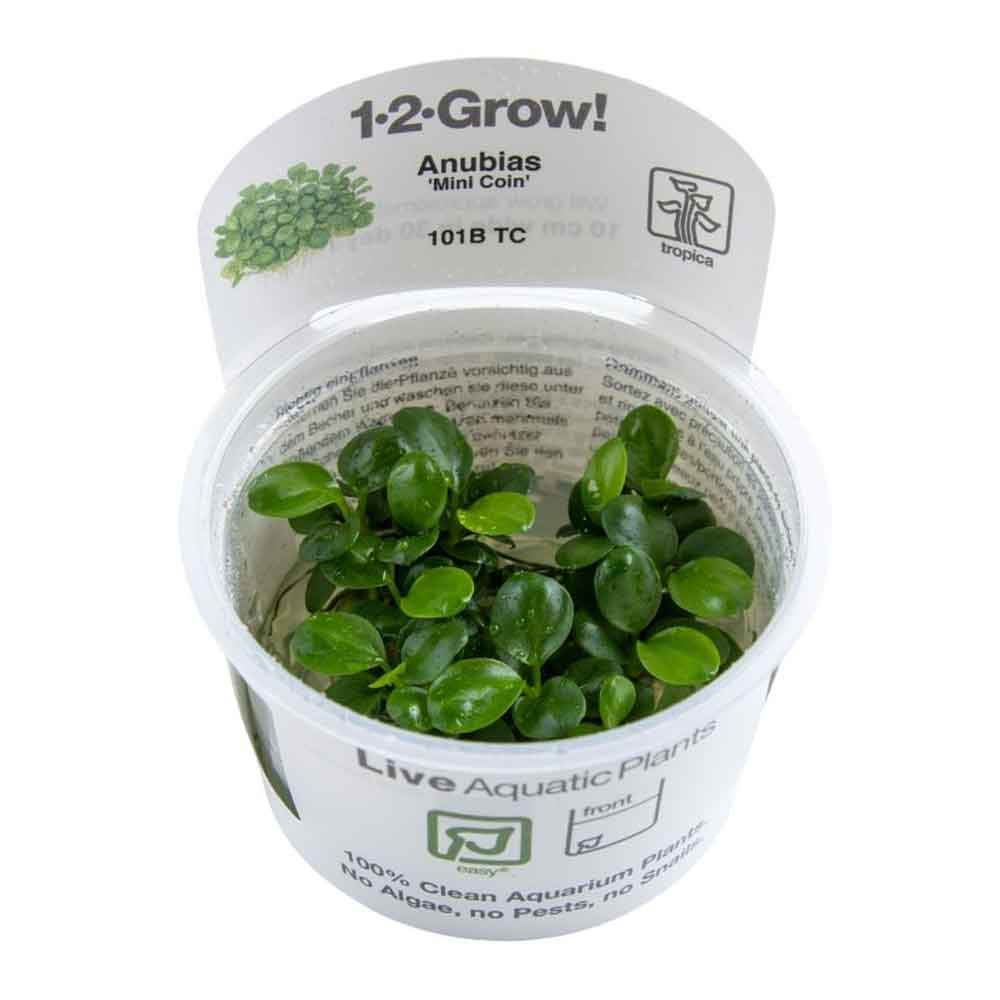 Tropica 1•2•Grow! Pianta Anubias &quot;Mini Coin&quot; in Vitro Cup