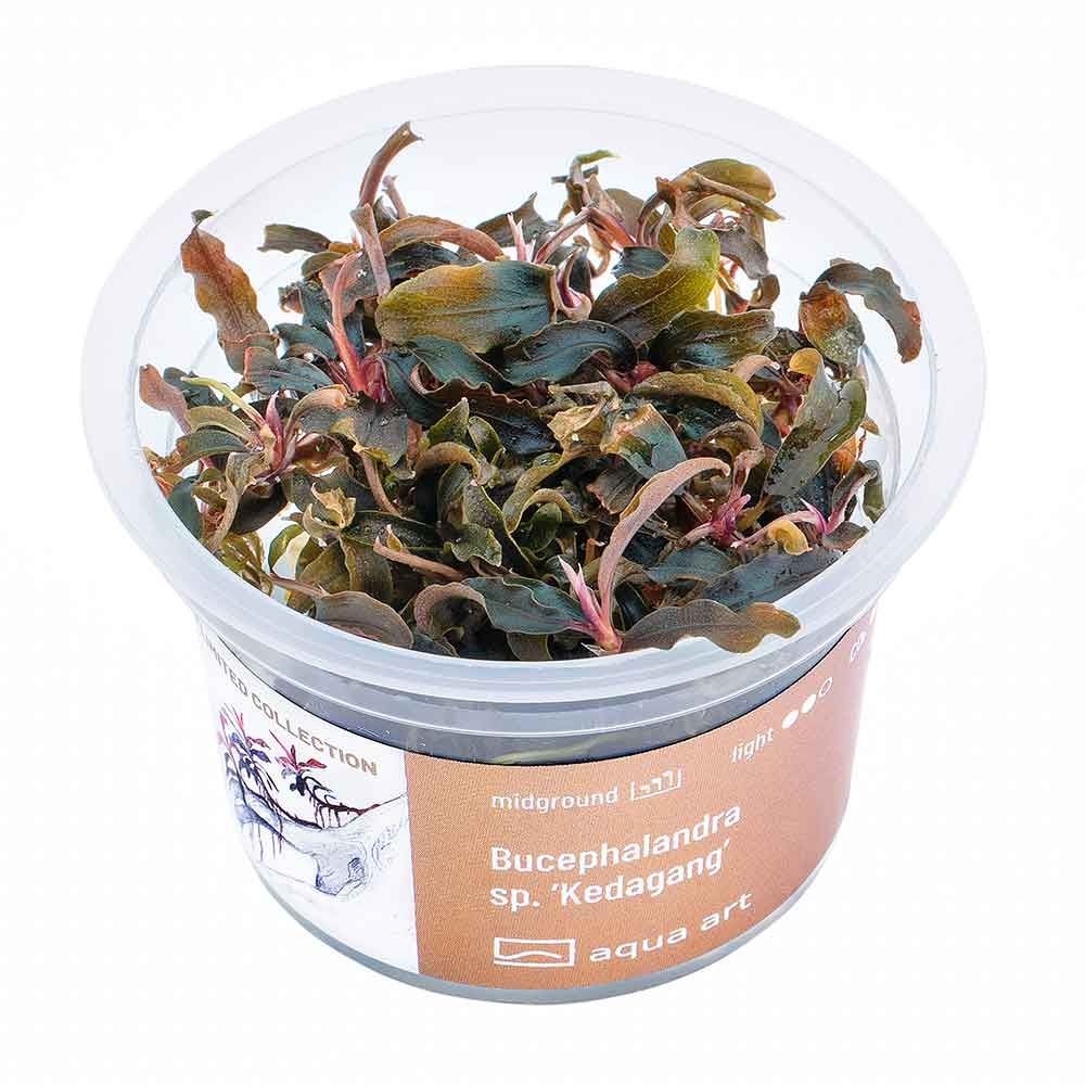 Aqua Art Bucephalandra sp. &quot;Kedagang&quot; in Vitro Cup