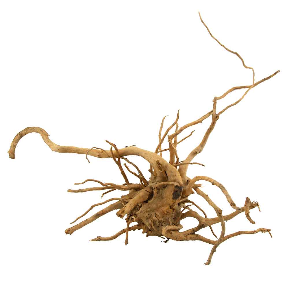 Legno Branch Wood 1875 con foto reale e misure 60x30x45h cm