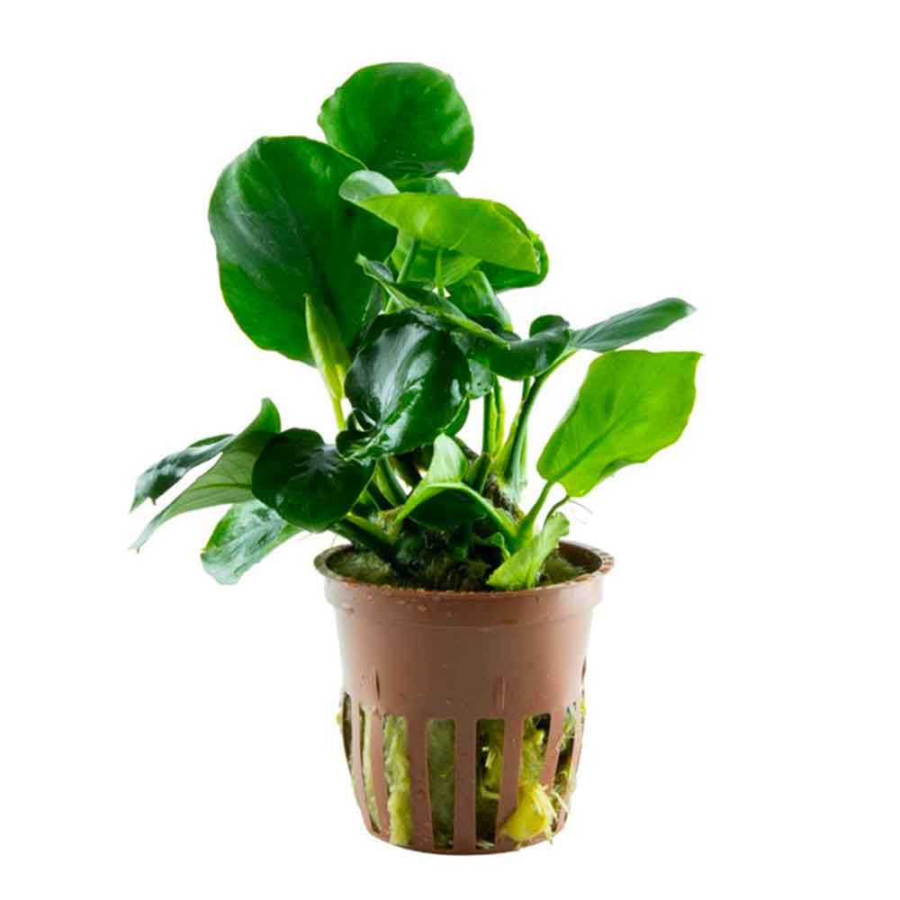 Tropica Pianta Anubias ’Coin Leaf’ green in vasetto