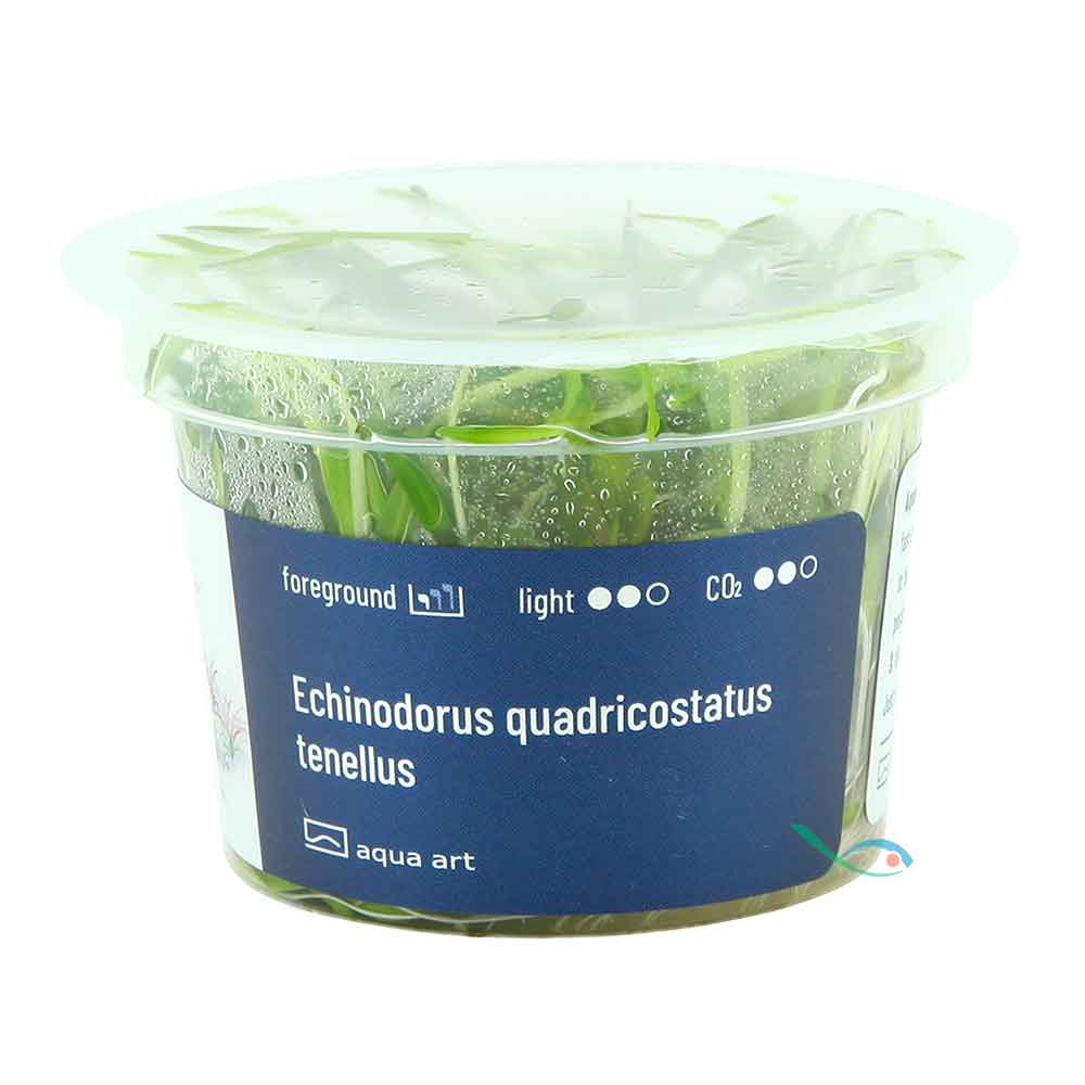 Aqua Art Echinodorus quadricostatus tenellus in Vitro Cup