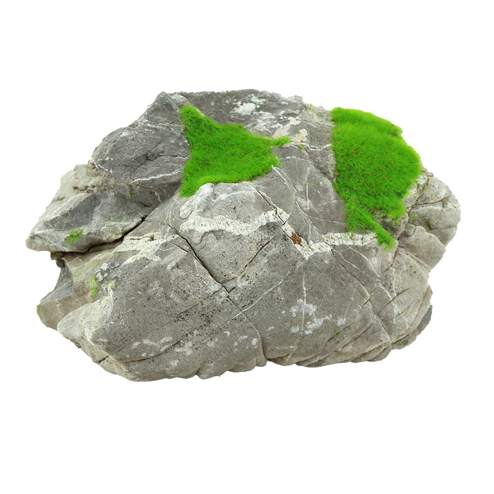 Zolux Ki Pouss Roccia Grigia M6 con semi di Glossostigma foto reale e misure 15x11x8h cm