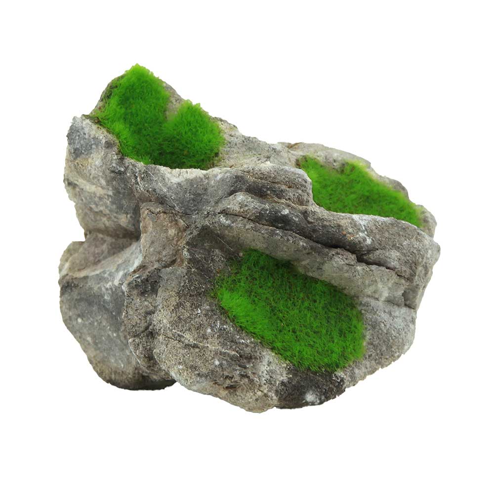 Zolux Ki Pouss Roccia Grigia S4 con semi di Glossostigma foto reale e misure 8x8x7h cm