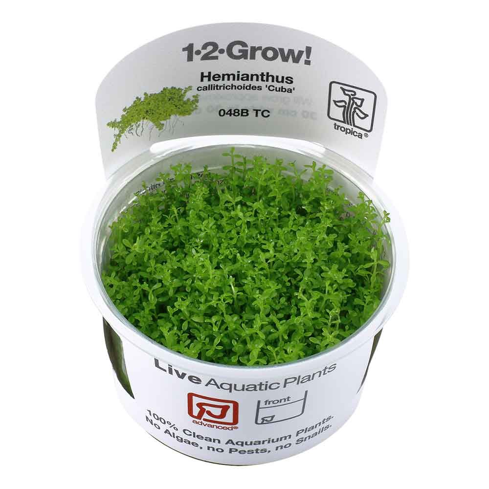 Tropica 1•2•Grow! Pianta Micranthemum  callitrichoides &quot;Cuba&quot; in Vitro Cup