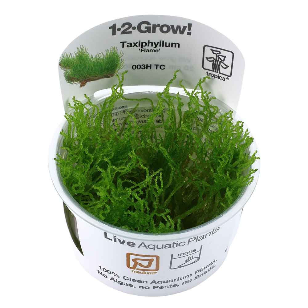 Tropica 1•2•Grow! Pianta Taxiphyllum &quot;Flamè&quot; in Vitro Cup