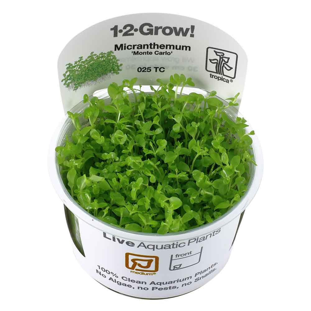 Tropica 1•2•Grow! Pianta Micrantherum tweediei &quot;Monte Carlo&quot; in Vitro Cup
