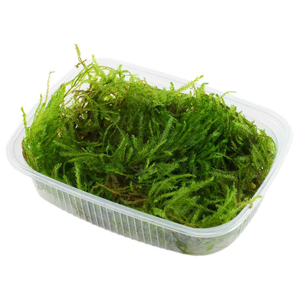 Tropica Pianta Taxiphyllum Spiky in porzione