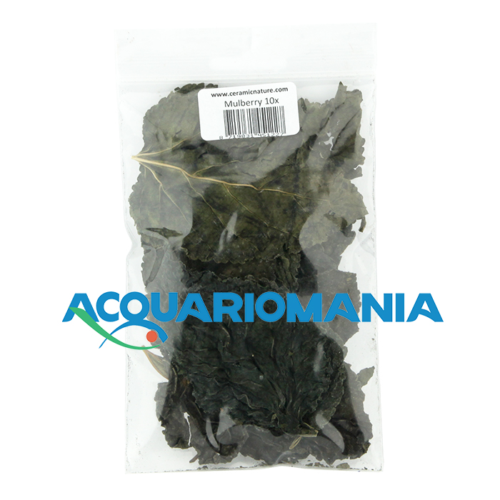 Ceramic Nature Mulberry Gelso in Foglie 6-10cm circa 10pz