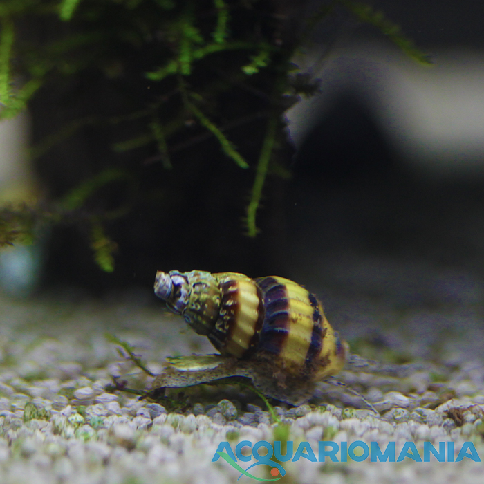 Anentome Helena Lumaca (Lumaca Killer) mangia Lumachine infestanti per acqua dolce