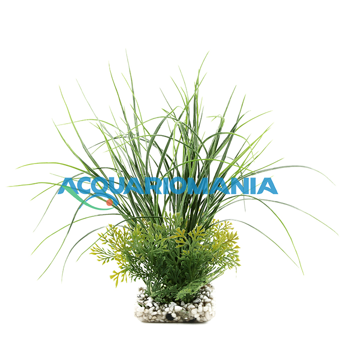 Sydeco Pianta Acorus Gigante 35cm