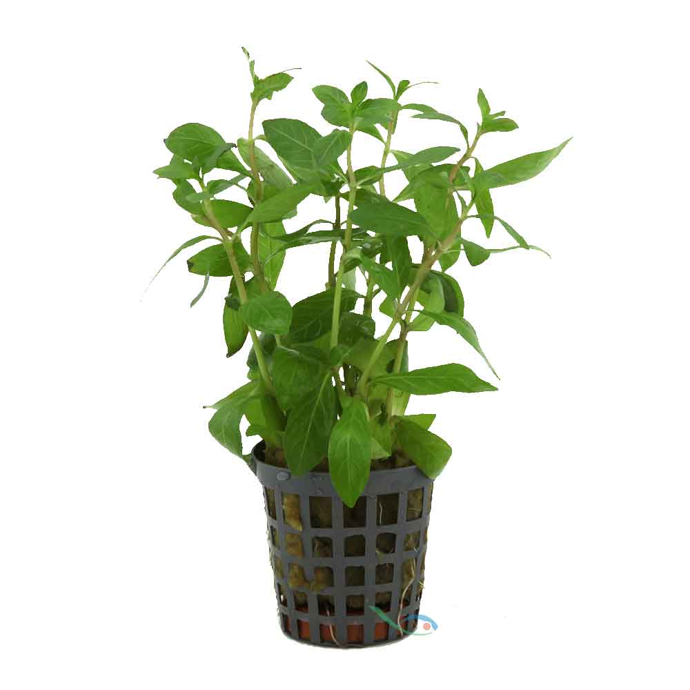 Aquafleur Pianta Hygrophila Polysperma vasetto