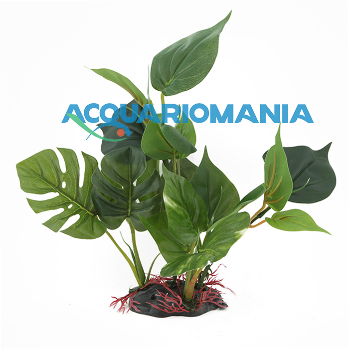 Blu Bios Pianta Anubias 20cm