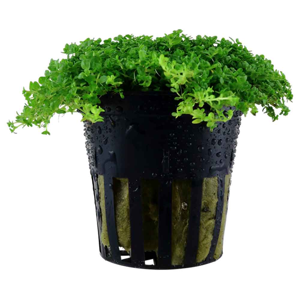 Tropica Pianta Micranthemum  Callitrichoides &quot;Cuba&quot; in vasetto