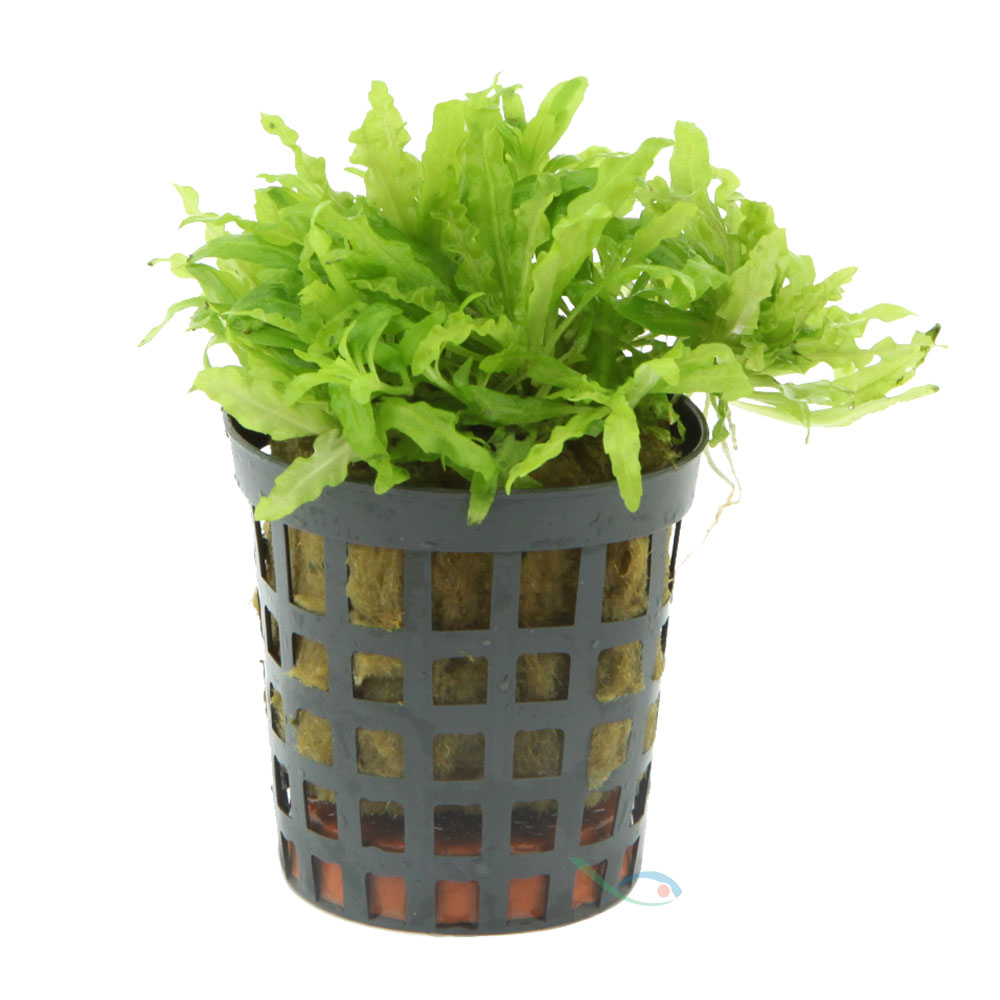 Pianta Pogostemon Helferi vasetto