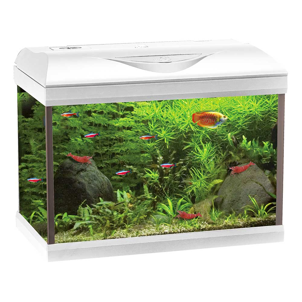 Amtra Basic 40 Acquario Led Bianco 25lt 42,5x23,5x33h cm