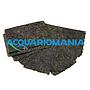 Shg Algarlic alga marina 20 Foglie