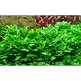 Tropica 1•2•Grow! Staurogyne Repens