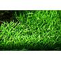 Tropica 1•2•Grow! Lilaeopsis Brasiliensis