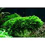 Tropica Vesicularia Dubyana "Christmas" porzione