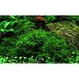 Tropica Vesicularia Dubyana "Christmas" porzione