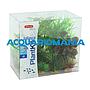 Zolux PlantKit Jalaya 1 Assortimento 6 piantine in plastica