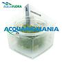 Aquaflora Staurogyne repens in Vitro Cup