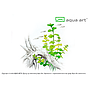 Aqua Art Lysimachia nummularia in Vitro Cup
