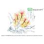 Aqua Art Pogostemon stellatus in Vitro Cup