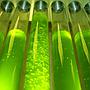 Planctontech Spirulex Fitoplancton Vivo con Spirulina Super Forte e aminoacidi in bottiglietta 1000ml