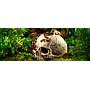 Exoterra Primate Skull nascondiglio sicuro per rettili