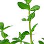 Tropica Bacopa Caroliniana in vasetto