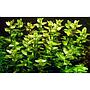 Tropica Bacopa Caroliniana in vasetto