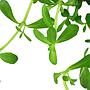 Tropica Bacopa Compact in vasetto