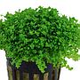 Tropica Hemianthus Callitrichoides "Cuba" in vasetto