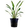 Tropica Single Package Cryptocoryne Willisii vasetto