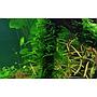 Tropica Taxiphyllum Spiky in porzione