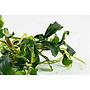 Tropica Bucephalandra pygmaea 'Bukit Kalem'