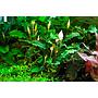 Tropica Bucephalandra pygmaea 'Bukit Kalem'