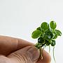 Tropica 1•2•Grow! Anubias "Mini Coin"