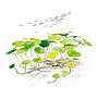 Aqua Art Hydrocotyle sp. in Cup Vitro