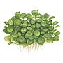 Tropica 1•2•Grow! Anubias "Mini Coin" in Vitro Cup
