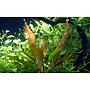 Tropica Echinodorus "Rosè" in vasetto