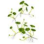 Tropica Hydrocotyle Verticillata in vasetto