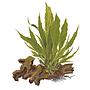 Tropica Microsorum Pteropus in vasetto