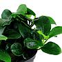 Tropica Anubias Barteri Nana "Petite"in vasetto